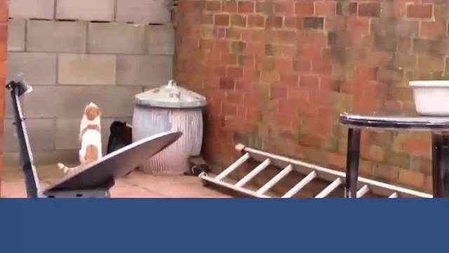 动物界的武林高手