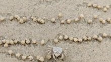 螃蟹为什么把沙子滚成球？这速度没谁了