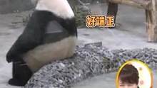#熊猫 界的老干部，思考熊生的坐姿太端正了#青岛大熊猫贝贝