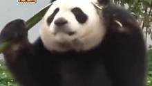 #大熊猫苏星 的铁头功展示，就没有我们帮主破不了的竹子#熊猫