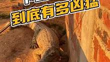 下蛋的鳄鱼到底有多凶猛！#谢#鳄鱼 #鳄鱼养殖场
