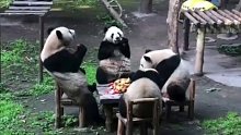 4只大熊猫围坐一桌吃水果