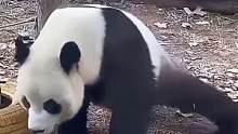 #原来功夫熊猫真的存在 熊猫：这人设我必须得立住！！#大熊猫 #功夫熊猫 #可爱 #萤火虫安利机