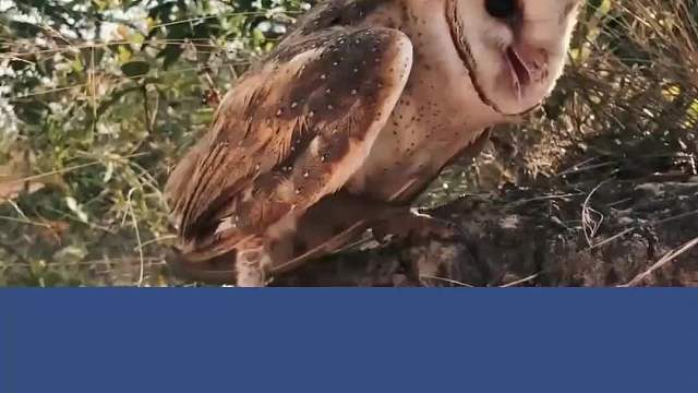 猫头鹰“斯文”捕猎小鸡仔，忍住别笑！母鸡直接一耳刮子上去