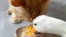 3月27日，山东，网友晒鸭子与猫咪吃饭速度对比，鸭子吃出“残影”…#山东dou知道