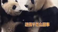 没有妈妈用脚解决不了的事儿，#大熊猫瑛华 :来来来，冲这儿咬#大熊猫胖大海