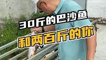 30斤的巴沙鱼和两百斤的你#鳄珍 #鳄鱼