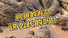 鳄鱼的寿命这么长的吗？#熊#商务鞋 #鳄珍 #鳄鱼