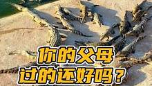 你的父母过的还好吗？#谢#鳄鱼 #鳄鱼养殖场 #男士腰带 #皮带