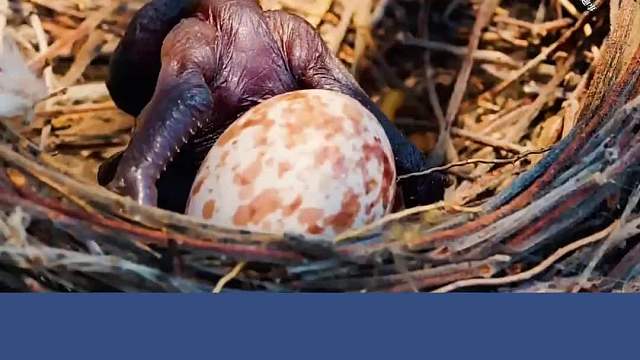 这是什么鸟？一出生就要把自己的兄妹全部推出鸟巢