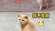 #猫咪 有没有人为我发声啊！#搞笑 #专治不开心 #萌宠