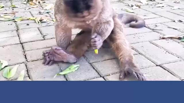 猴子很聪明，但也有例外