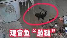 家中观赏鱼在缸内快速折返，一个冲刺“越狱”成功，网友：回家的时候别忘了买葱姜蒜~#越狱 #监控下的一