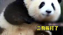 可爱花花，在线围观 #花花 #圆润 #二狗 #大熊猫 #可爱 #国宝 #萌宠