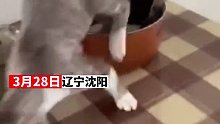 猫把电饭锅里的米当猫砂