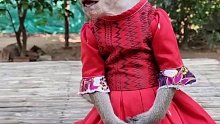 猴哥的裙子太漂亮
