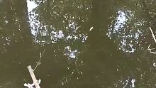 夏天快到了，又到了吃小龙虾的季节，小河沟钓上来的小龙虾你敢吃吗？
