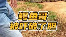 鳄鱼哥被吓破了胆#谢#鳄鱼 #鳄鱼养殖场