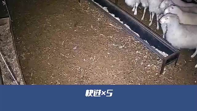 监控记录这是什么动物？