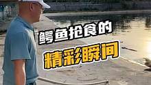 鳄鱼抢食的精彩瞬间#鳄珍 #鳄鱼