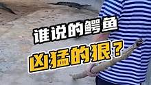 谁说的鳄鱼凶猛的狠？#鳄珍 #鳄鱼