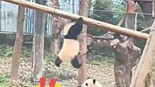 #熊猫 爬栖架不慎滑落变成了吊单杠，急坏了一旁的小伙伴#这也太可爱了吧 #万万没想到 小伙伴想帮忙却