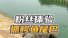 粉丝体验抓鳄鱼尾巴！#谢#鳄鱼 #鳄鱼养殖场