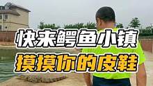 快来摸摸你的皮鞋啊！#谢#鳄鱼 #鳄鱼养殖场