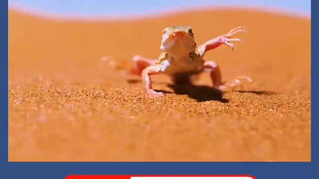 你见过沙漠中的蜥蜴是如何防止烫脚的吗？