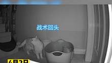 猫咪上厕所小心翼翼，竟然是为了防狗狗偷吃