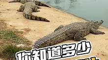 你知道多少，关于鳄鱼的鳞片#鳄珍 #鳄鱼 #鳄鱼小镇