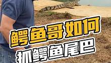 鳄鱼哥如何抓鳄鱼尾巴#鳄珍 #鳄鱼 #鳄鱼小镇
