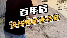百年后这些鳄鱼还会在#鳄珍 #鳄鱼