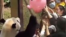 #大熊猫 被游客手上的猪猪气球所吸引，喜欢的不得了！肿么办#被眼前的景象惊呆了 #这也太可爱了吧