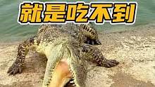 这是真傻还是假傻#谢#鳄鱼 #鳄鱼养殖场