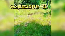 野外发现一只熟睡的狐狸，偷偷摸了一下吓了一激灵太逗了哈哈哈！