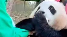 爷爷掌镜的福宝好可爱哇#福宝 #大熊猫 #可爱