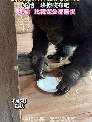 #請給它一塊洗碗布吧 動物園黑猩猩洗碗