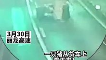200斤“二师兄”在高速上跳车，下一秒遭到连环撞击