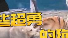 盘点那些超勇的狗子们！老虎都敢咬啊！ #动物搞笑视频 #动物趣事 #成精