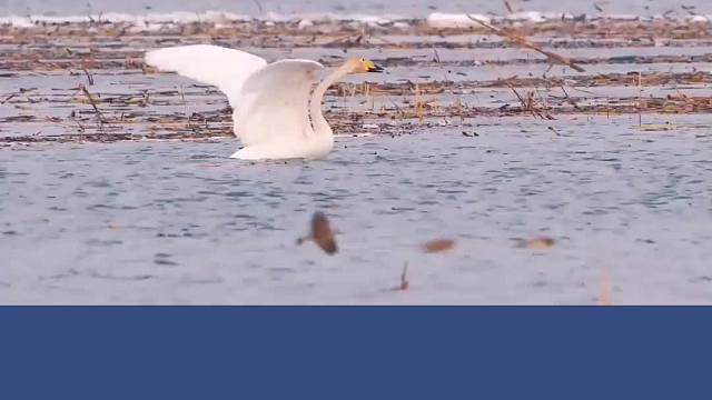 天鹅在水面上起飞，这竟不是件容易事？