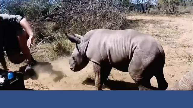 小犀牛：别碰我妈妈！ 救援人员：我们是在给你妈伤口消毒