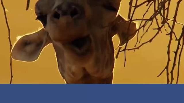 长颈鹿和同伴打架你见过吗？