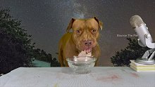 斗牛犬简单的一餐