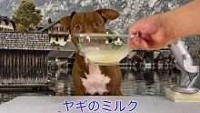 斗牛犬今天吃的有点生性