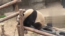 熊猫被乌鸦薅屁股上的毛，忍无可忍回头怒吼警告