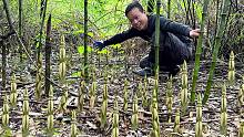 暴雨过后小笋长得特别快，半小时就拔了100多斤，拔的啪啪响
