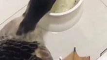 鸭子吃东西可是真快啊