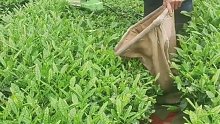 机械化采茶叶