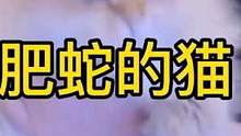 灵风，狂徒，水银，佐伊，龙牙，妮蔻你们最喜欢哪个！#云顶之弈 #金铲铲之战 #动物说话 #萌宠 #猫